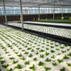 Professional EPP Hydroponic Floating Raft Trays – High-Buoyancy Foam Boards with Holes for Aquatic & Greenhouse Planting