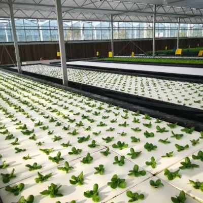 Professional EPP Hydroponic Floating Raft Trays – High-Buoyancy Foam Boards with Holes for Aquatic & Greenhouse Planting